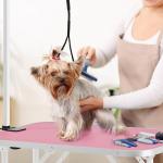 Yaheetech 32" Foldable Dog Grooming Table - Pink