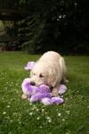 Petface Large Orla Octopus Plush Dog Toy