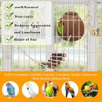 16 PCS Parrot Toys with Bells and Swing