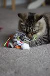 Rosewood Moody Moggy Rainbow Catnip Toy
