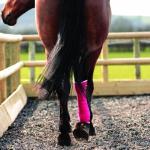Cohesive Bandage Rolls – Purple, 12 Pack