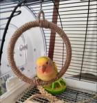 4PCS Hanging Bird Toys for Budgies and Finches