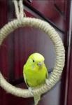 4PCS Hanging Bird Toys for Budgies and Finches