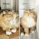 PawRake Brush for Cats and Dogs
