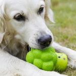 Petface Soft Chew Broccoli Dog Toy, Small