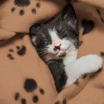 FurDreams 3 Pack Soft Washable Pet Blankets