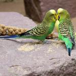 SKYGOLD Healthy Millet Spray for Budgies 1kg