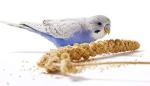 SKYGOLD Healthy Millet Spray for Budgies 1kg
