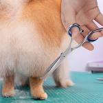 Stainless Steel Dog Grooming Scissors with Safety Tip