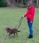 HALTI Control Lead Large - No Pull Dog Leash