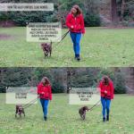 HALTI Control Lead Large - No Pull Dog Leash
