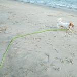 32FT Reflective Dog Lead with Soft Handle
