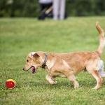 3 Pack Squeaky Dog Balls for Playtime