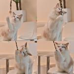 22-Piece Interactive Cat Toy Set with Tunnel