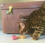Organic Catnip Fish Toys for Active Cats - 3 Pack