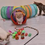22-Piece Interactive Cat Toy Set with Tunnel