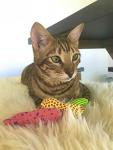 Organic Catnip Fish Toys for Active Cats - 3 Pack