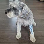 PintoMed Flexible Paw Bandages for Dogs, 6-Pack