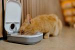 Automatic Cat and Small Dog Feeder - 400g Capacity