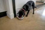 Automatic Cat and Small Dog Feeder - 400g Capacity