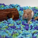 Carefresh 99% Dust-Free Small Pet Bedding