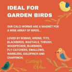 Calci Worms for Birds - Easy to Feed Tub