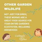 Calci Worms for Birds - Easy to Feed Tub