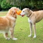 Squeaky Tug Space Lobber Dog Toy - Durable!