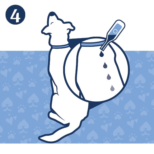 Small Dog Flea & Tick Prevention, 3 Months