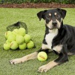 Tourna Mesh Bag for 18 Tennis Balls