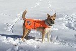 Hi-Visibility Blaze Orange Dog Safety Vest