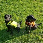Blaze Orange Reflective Dog Vest for Hunting