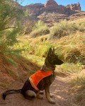 Blaze Orange Reflective Dog Vest for Hunting