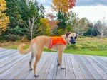 Blaze Orange Reflective Dog Vest for Hunting