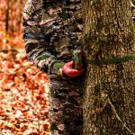 Browning Dark Ops Nano Trail Camera Bundle