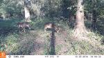 Core DS No Glow Trail Camera for Hunting