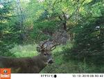 Bushnell Trophy Trail Camera 20MP with Night Vision