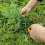 Ergonomic Dandelion Weed Puller Tool - Orange