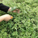 Ergonomic Dandelion Weed Puller Tool - Orange