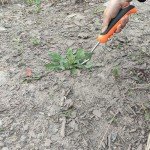 Ergonomic Dandelion Weed Puller Tool - Orange