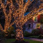 100 Mini Clear Christmas String Lights - 21ft