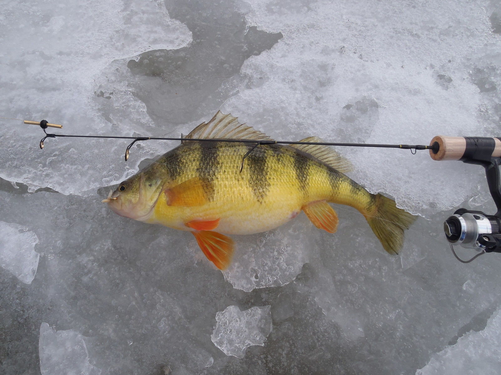 St Croix Custom Ice Rod 28" Light - Hardwater Customs