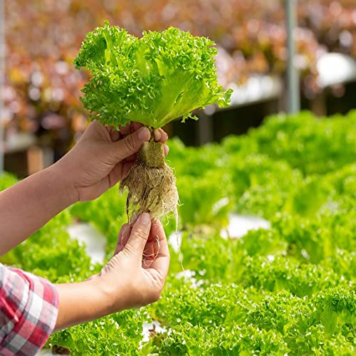 CastleGreens Rockwool Grow Cubes – 200 Plugs