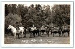 Vintage Camp Nelson Horse Pack Train Postcard