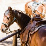 Saddle Pommel Bag - Phone Holder for Riders