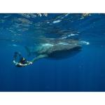 Citizen Men's Black Dial Automatic Stainless Steel Watch