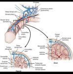Men's Enhancement Fast Grow Cream for Size & Performance