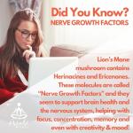 Organic Lion's Mane Mushroom Powder - 10X Strength