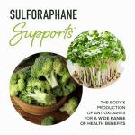 Sulforaphane 20MG from Broccoli Sprouts - 60 Ct