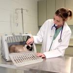 Foldable Travel Cat Carrier with Waterproof Bed